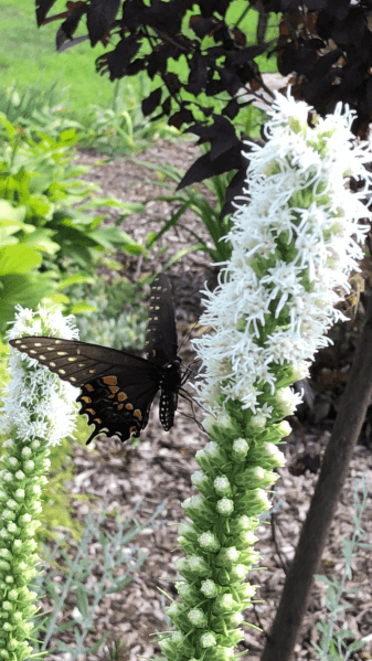 Larson’s Garden Center and Landscaping | Larson’s Garden Center and Landscaping Black Swallowtail on Blazing Star Our landscapes don’t just look beautiful—they provide habitat and food sources for pollinators and beneficial wildlife.